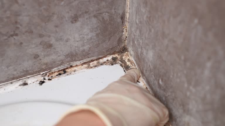 Trusted Wellington, UT Mold Removal Experts